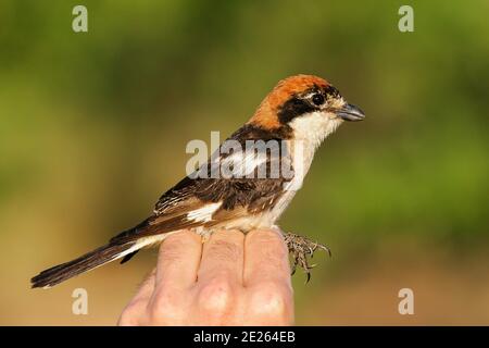 Waldkehlchen-Würger (Lanius Senator), gehalten von Ornithologen und Vogelringer für wissenschaftliche Vogelklingeln, Lleida, Spanien Stockfoto