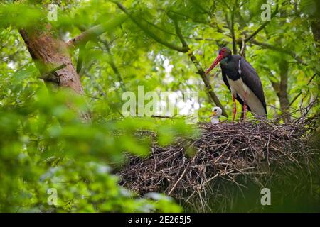 Schwarzstorch (Ciconia nigra) Erwachsener mit Jungtier im Nest, Hessen, Deutschland Stockfoto