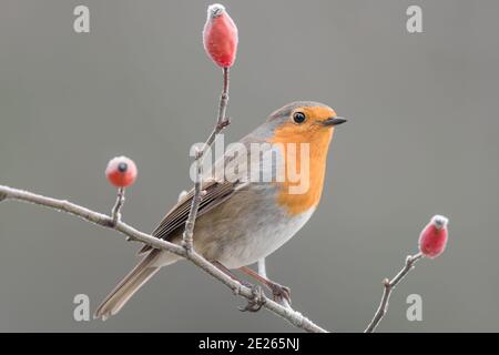 Porträt von Robin auf Zweig (Erithacus rubecula) Stockfoto