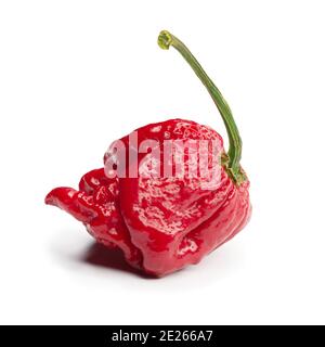 Carolina Reaper, der heißeste chilli Capsicum chinense, ganze reife Hülse, isoliert auf weißem Hintergrund. Superscharfer oder extrem scharfer chilischote Stockfoto
