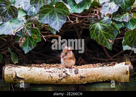 Holzmaus (Apodemus sylvaticus) beim Futterhäuschen, Hessen, Deutschland Stockfoto