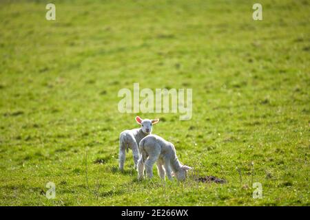 Lämmer in einem Feld in der Nähe von Wendover, Buckinghamshire Stockfoto