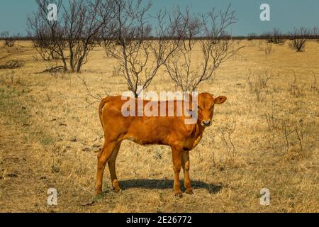 Texas Longhorn Rind Rind Kalb stehend auf einer Weide Stockfoto