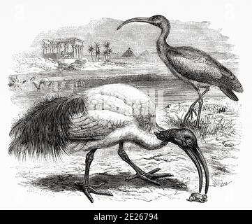 Ibis. Die Tresquiornitinos (Threskiornithinae) Unterfamilie der pelecaniformes Vögel der Familie Threskiornithidae, bekannt als Ibis, ein Wort aus dem Griechischen, das wiederum aus dem alten ägyptischen hib stammt. The Last Journals of David Livingstone Scottish Missionar und Forscher, 1866-1873. Alter Stich El Mundo en la Mano 1878 Stockfoto