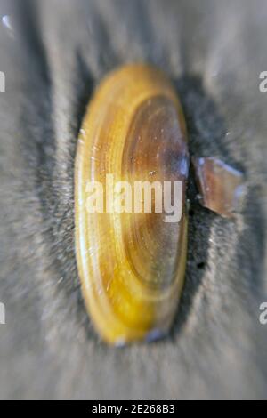 WA19094-00...WASHINGTON - Pacific Razor Clam Shell on Benson Beach in Cape Disappointment State Park fotografiert mit einem Lensbaby Sweet Spot 50 Objektiv. Stockfoto