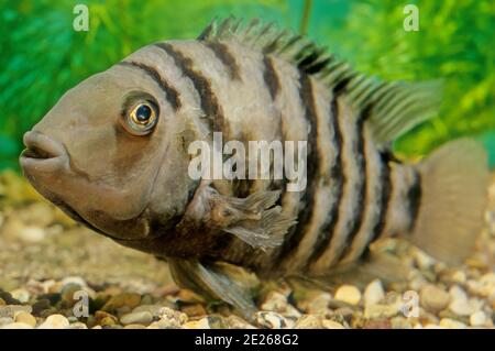 Der Sträflingsbuntbarsch (Amatitlania nigrofasciata) ist eine Fischart aus der Familie der Cichlidae, die in Mittelamerika beheimatet ist und auch Zebra cichli genannt wird Stockfoto