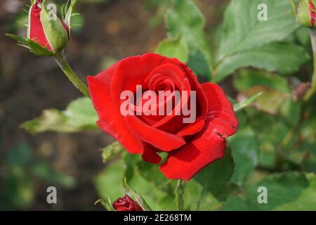 Blumen in North Vancouver, BC, Kanada Stockfoto