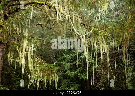 OR02582-00...OREGON - Old man's Beard Moos hing Bäume in der Clatsop Gegend von Lewis and Clark National and State Historical Park. Stockfoto