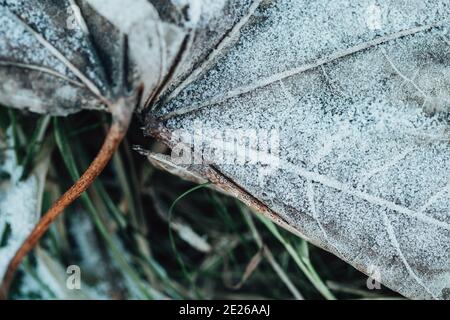 Frost auf trockenen Herbstblättern - Frost auf dem Boden Zu Beginn des Winters - Eiskristalle Stockfoto