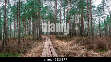 Panoramablick auf Nadelwald mit Pinien und Holzweg im Herbst. Wunderschöne Waldlandschaft. Stockfoto