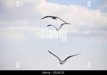 Graue und weiße Möwenvögel in natürlicher Umgebung Stockfoto