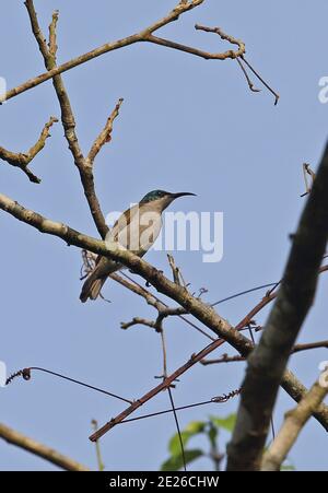 Grünkopf-Sonnenvogel (Cyanomitra verticalis verticalis) adultes Weibchen, das auf der Ast-stingless-Bee Road in der Nähe von Kakum, Ghana, thront Februar Stockfoto