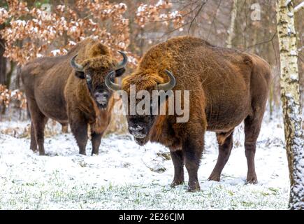 Europäischer Bison (Bison bonasus) im Białowieza Wald am Wintertag Stockfoto