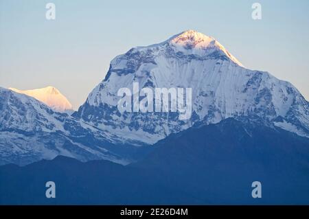 Dhaulagiri Himalaya, Nepal. Südwand des Dhaulagiri vom Poon Hill (3210m) am Morgen gesehen während des Trekkings um Annapurna Stockfoto