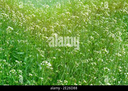 Capsella Blumen auf grüner Natur verschwommen Hintergrund auf Wiese in sonnigen Tag. Helle Wildblumen für Kräutermedizin. Heilkraut. Stockfoto