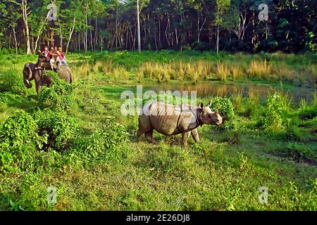 CHITWAN, NEPAL - 04. OKTOBER 2013: Touristen beobachten und fotografieren ein Nashorn von der Rückseite eines Elefanten im Chitwan Nationalpark, Nepal Stockfoto