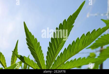 Nahaufnahme von Cannabisblättern auf dem Hintergrund des Himmels Stockfoto