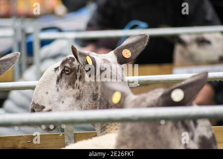 Schafe auf einer Landwirtschaftsmesse zu sehen Stockfoto