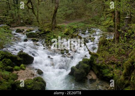Sprudelnde Quellflüsse im Cirque de consolation, das mystische Ende des Vallée du Dessoubre im französischen Jura Stockfoto