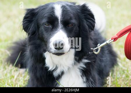 Collie Hunde auf einer Landwirtschaftsmesse Stockfoto