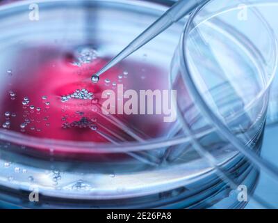 Zellforschung, Pipettierung der Probe in eine Petrischale von Zellen im Labor Stockfoto