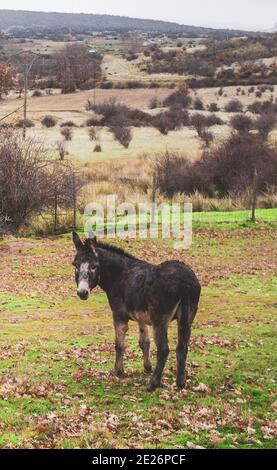 Schwarzer Esel mitten auf dem Feld im Winter Stockfoto