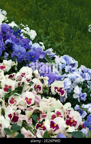 Viola Tricolor Stiefmütterchen, Blumenbeet. Veilchen sind blau und lila in der städtischen Landschaftsgestaltung und Landschaftsgestaltung. Stockfoto