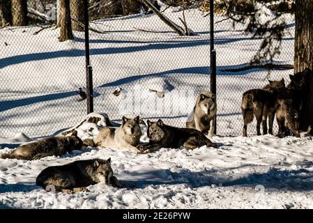 Parc Omega, Kanada, 2. Januar 2021 - im Omega Park in Kanada wandern die Wölfe durch den Schneerwald Stockfoto