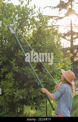 Mädchen schneiden einen Rosmarin im Frühjahr Stockfoto