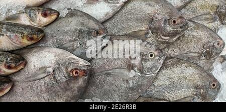 Frischer Fisch auf Eis im Supermarkt. Draufsicht auf mehrere Reihen von verschiedenen rohen frisch gefangenen Fisch zum Verkauf. Stockfoto