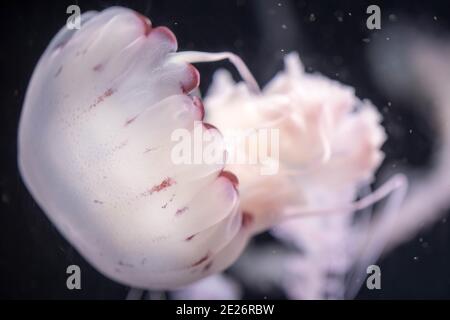 Verschwommene, weiß gefärbte Quallen, die auf Gewässern mit langen Tentakeln schwimmen. Weiße Pazifische Meersaline Stockfoto