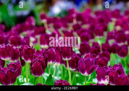 Bett aus lila Blumen in einem Blumengarten mit Grün Weicher, unscharfem Hintergrund Stockfoto