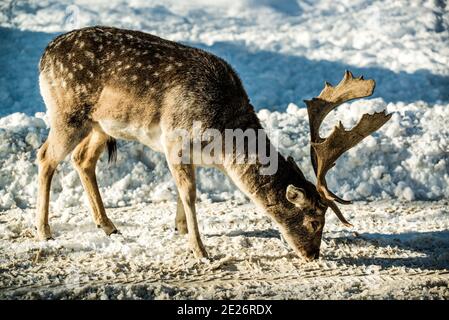 Parc Omega, Kanada, 2. Januar 2021 - Roaming Elch im Schneehalde im Omega Park im Winter Stockfoto