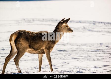 Parc Omega, Kanada, 2. Januar 2021 - Roaming Elch im Schneehalde im Omega Park im Winter Stockfoto