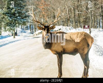 Parc Omega, Kanada, 2. Januar 2021 - Roaming Elch im Schneehalde im Omega Park im Winter Stockfoto