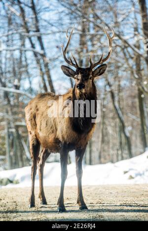 Parc Omega, Kanada, 2. Januar 2021 - Roaming Elch im Schneehalde im Omega Park im Winter Stockfoto