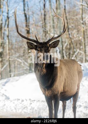 Parc Omega, Kanada, 2. Januar 2021 - Roaming Elch im Schneehalde im Omega Park im Winter Stockfoto