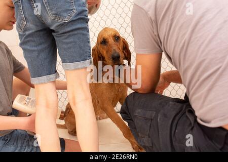 Bloodhound sieht traurig aus, während man ein Bad bekommt Stockfoto