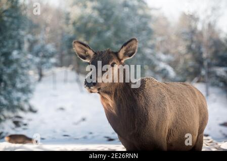 Parc Omega, Kanada, 2. Januar 2021 - Roaming Elch im Schneehalde im Omega Park im Winter Stockfoto