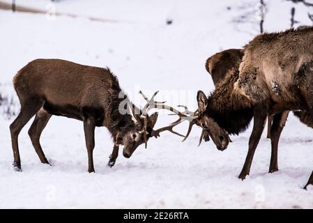 Parc Omega, Kanada, 2. Januar 2021 - zwei Elche kämpfen im Winter im Schneerwald im Omega Park Stockfoto