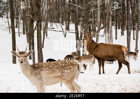 Parc Omega, Kanada, 2. Januar 2021 - Roaming Elch im Schneehalde im Omega Park im Winter Stockfoto