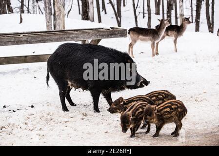 Parc Omega, Kanada, 2. Januar 2021 - die Wildschweinfamilie wandert im Omega Park Stockfoto