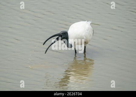 Schwarzkopf-Ibisse (Threskiornis melanocephalus), Einzeladulte, die im seichten Wasser, Sri Lanka, füttern Stockfoto