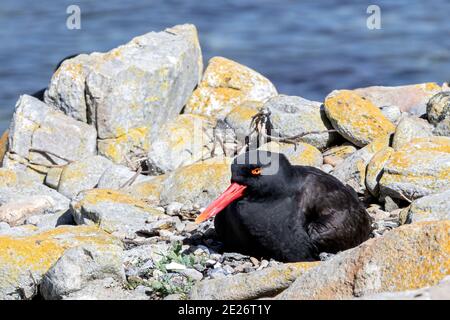 Schwarze Austernfischer (Haematopus ater), adulte Weibchen, die auf dem Nest sitzen, Eier brüten, Falklandinseln, Malvinas Stockfoto