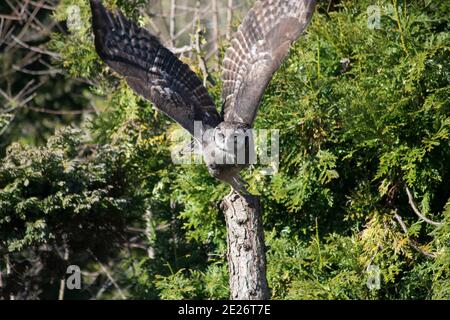 Greifvögel in Gefangenschaft Stockfoto