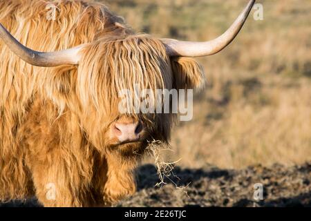 Highland Kuh, die Heu isst Stockfoto