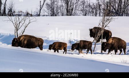 Parc Omega, Kanada, 2. Januar 2021 - die Bisons, die im Schneerwald im Omega Park in Kanada unterwegs sind Stockfoto