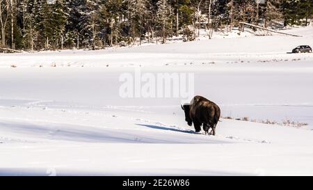 Parc Omega, Kanada, 2. Januar 2021 - die Bisons, die im Schneerwald im Omega Park in Kanada unterwegs sind Stockfoto