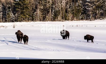 Parc Omega, Kanada, 2. Januar 2021 - die Bisons, die im Schneerwald im Omega Park in Kanada unterwegs sind Stockfoto