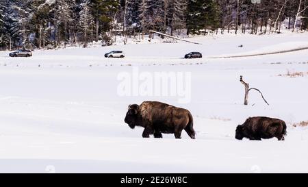 Parc Omega, Kanada, 2. Januar 2021 - die Bisons, die im Schneerwald im Omega Park in Kanada unterwegs sind Stockfoto